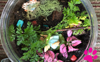 10 astuces pour garder le terrarium de votre animal de compagnie propre et sain!