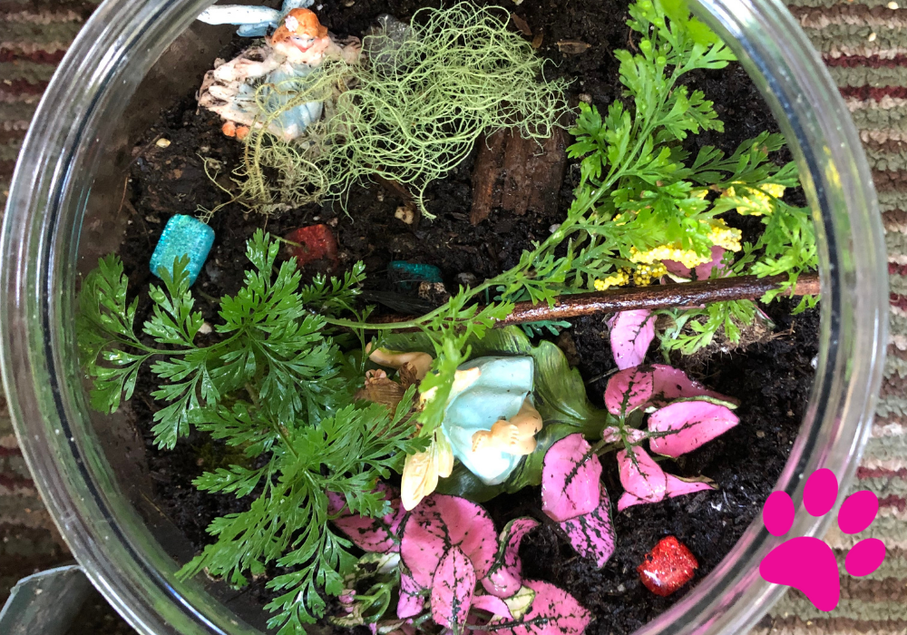 Nettoyage terrarium