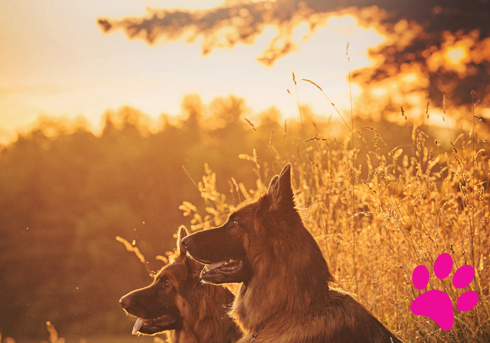 7 Aliments Complémentaires Incontournables pour Prendre Soin de Votre Chien Soin Chien