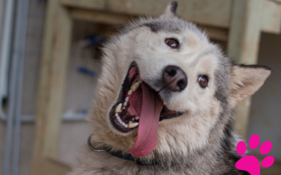 7 signes qui indiquent que votre chien est heureux !