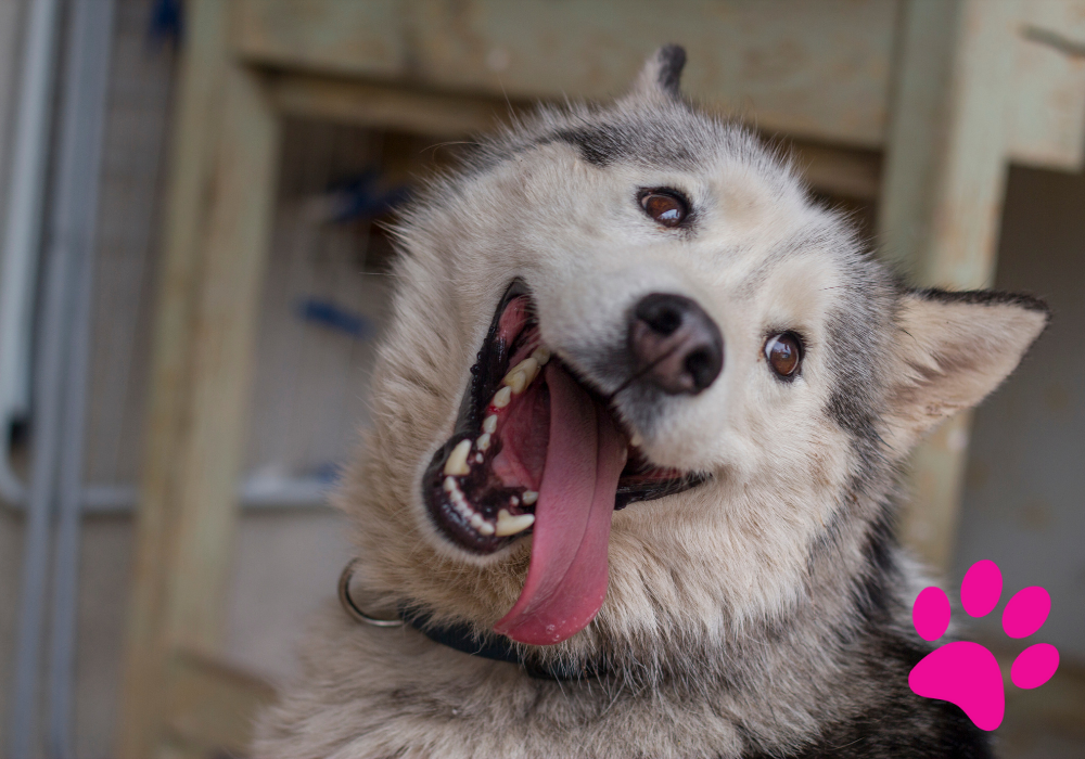 7 signes qui indiquent que votre chien est heureux ! bonheur chien