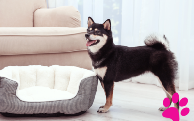 Adoptez un Shiba Inu : 5 Conseils Essentiels pour un Compagnon Heureux!
