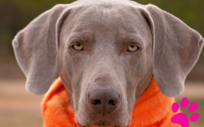 Choisir la meilleure brosse et/ou peigne pour votre chien : Guide complet !