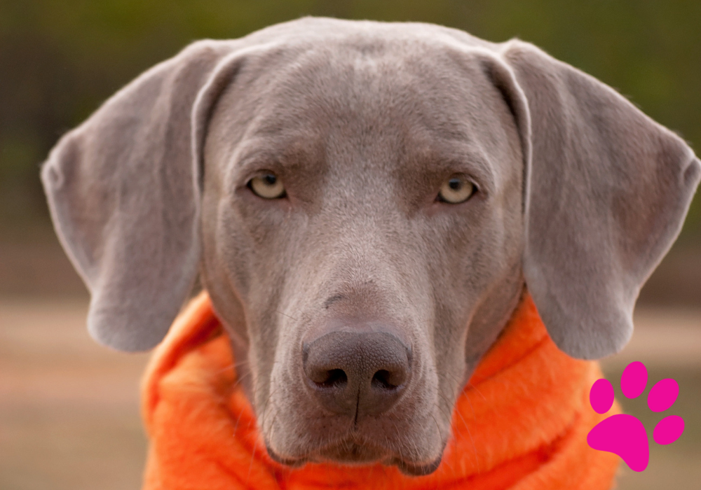 Choisir la meilleure brosse et/ou peigne pour votre chien : Guide complet ! Brosse pour chien