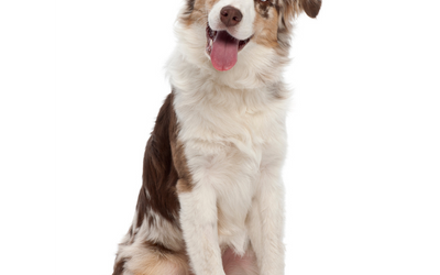 Comment Apprendre à Votre Chien à Danser avec Vous: Un Guide étape par étape!