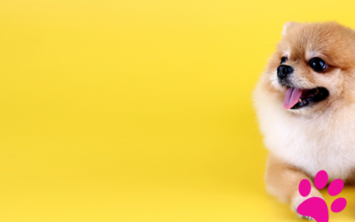 Les chiens de catégorie 1 et 2 : découvrez les réglementations qui les concernent