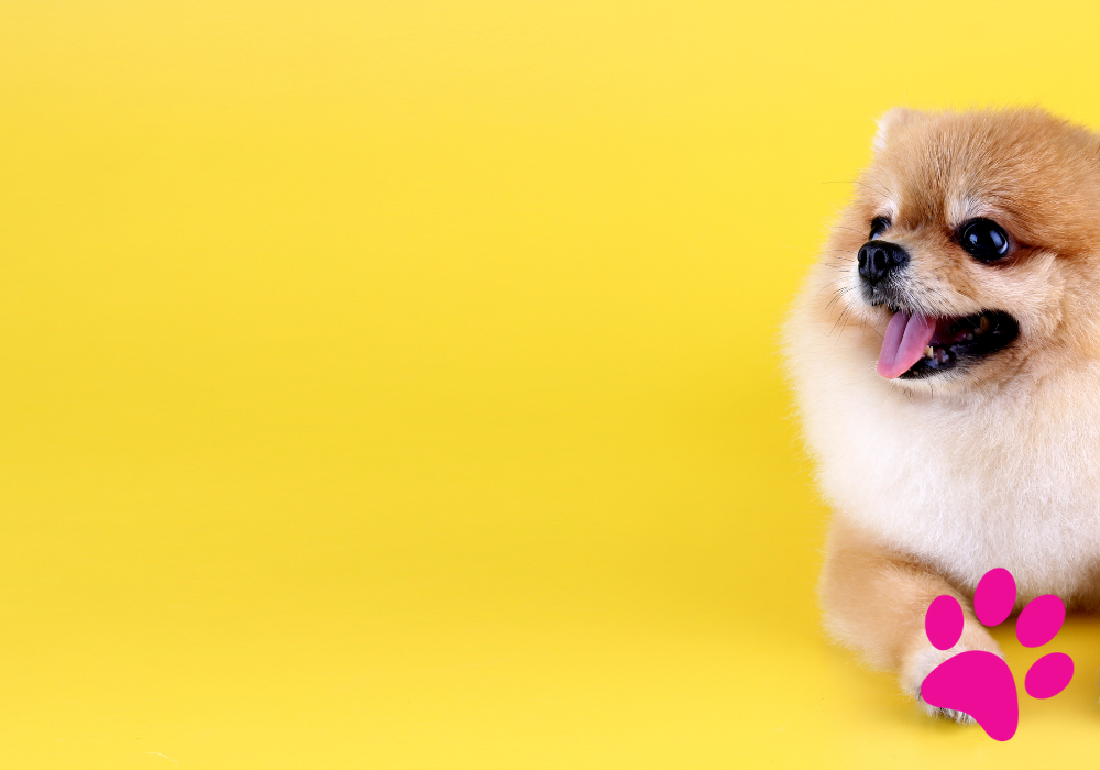 Les chiens de catégorie 1 et 2 : découvrez les réglementations qui les concernent Chiens de catégorie 1 et 2