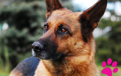 Chouchoutez votre Chien : Les Secrets pour Organiser une Séance de Massage Parfaite