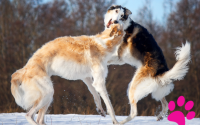 Comment Arrêter le Jeu de Chiens Qui Tourne à la Bagarre?