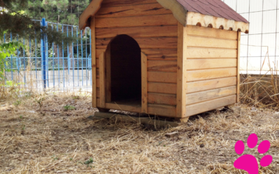 Comment Créer sa Niche Parfaite Pour Son Chien en Moins de 5 Minutes !
