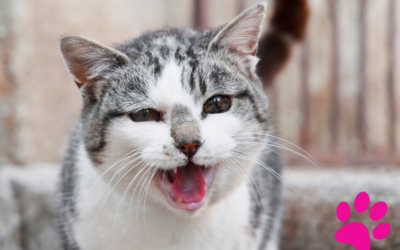 Comment Jouer à Cache-Cache Avec Votre Chat et Lui Faire Vraiment Plaisir !