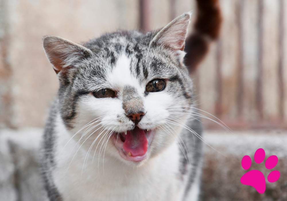 Jouer à Cache-Cache