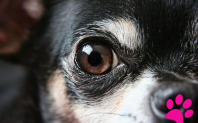 Comment Nettoyer les Yeux de Votre Chien en 5 Minutes : La Solution Facile et Rapide !