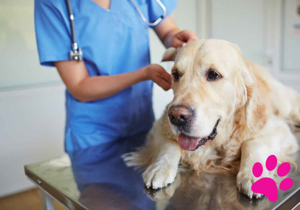 Comment Offrir à Votre Chien un Nouvel Environnement Qui Lui Convient Parfaitement ! Environnement chien