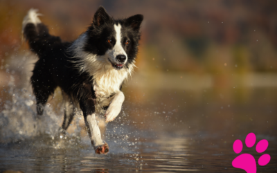 Comment Redonner le Goût à l’Eau à Mon Chien ? Découvrez les Solutions Efficaces !