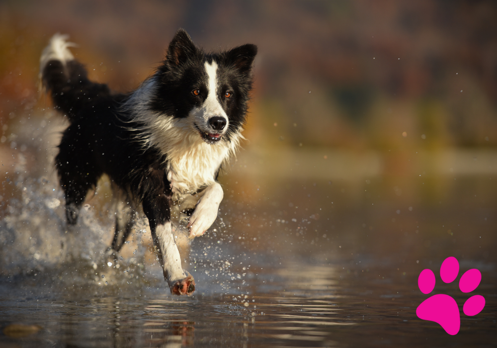 Comment Redonner le Goût à l’Eau à Mon Chien ? Découvrez les Solutions Efficaces ! Eau Chien