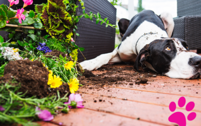 Comment faire arrêter mon chien de creuser ? Découvrez les solutions pour stopper le problème de creusage !