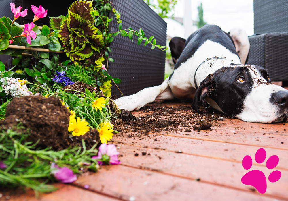 Arrêter creusement chien
