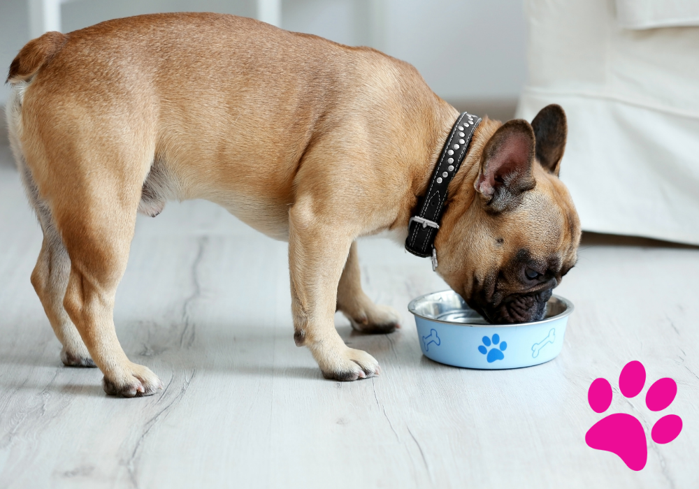 Comment arrêter que mon chien grogne quand il mange ? Manger en sécurité