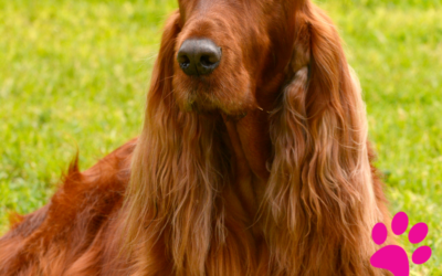 Comment assurer une alimentation optimale pour votre Setter Gordon : 5 Astuces Simples à Suivre!
