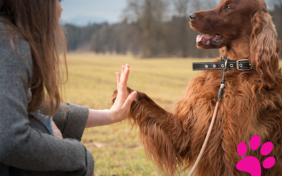 Comment créer une relation harmonieuse entre votre chien et un nouveau membre de la famille !