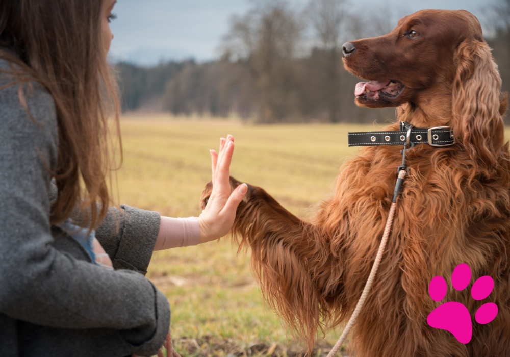 Relation harmonieuse chien