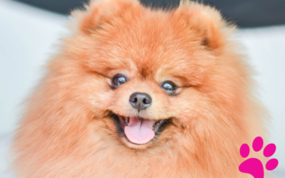 Comment éduquer votre Spitz en 5 étapes pour des résultats optimaux