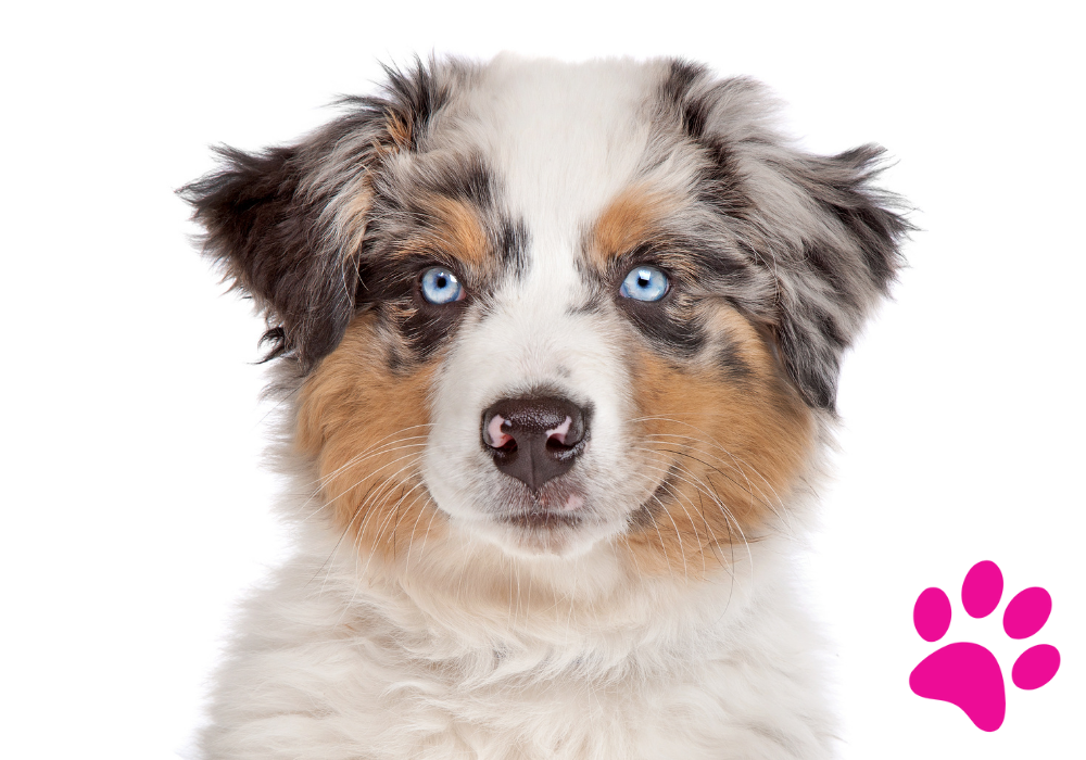 Comment le Berger Australien sait-il maitriser l’agilité ? Découvrez les secrets de ce chien exceptionnel ! Berger Australien