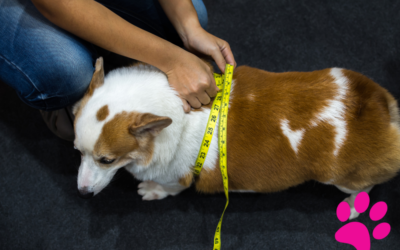 Comment mesurer la température de votre chien rapidement et facilement ?