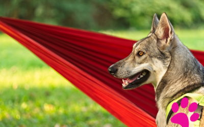 Comment protéger la santé de votre Chien Loup de Saarloos ?