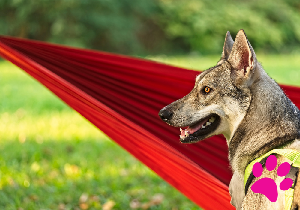 Comment protéger la santé de votre Chien Loup de Saarloos ? Santé chien loup