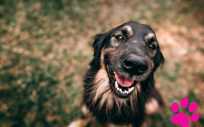 Comment répondre aux calculs urinaires de votre Dalmatien : les meilleurs conseils