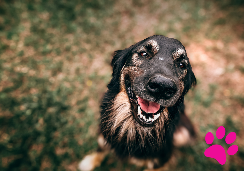Réponse : calculs urinaires