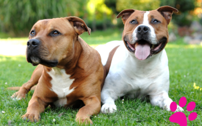 Créez le Meilleur Foyer Pour Votre Staffordshire Bull Terrier : 10 Conseils pour une Adoption Réussie!