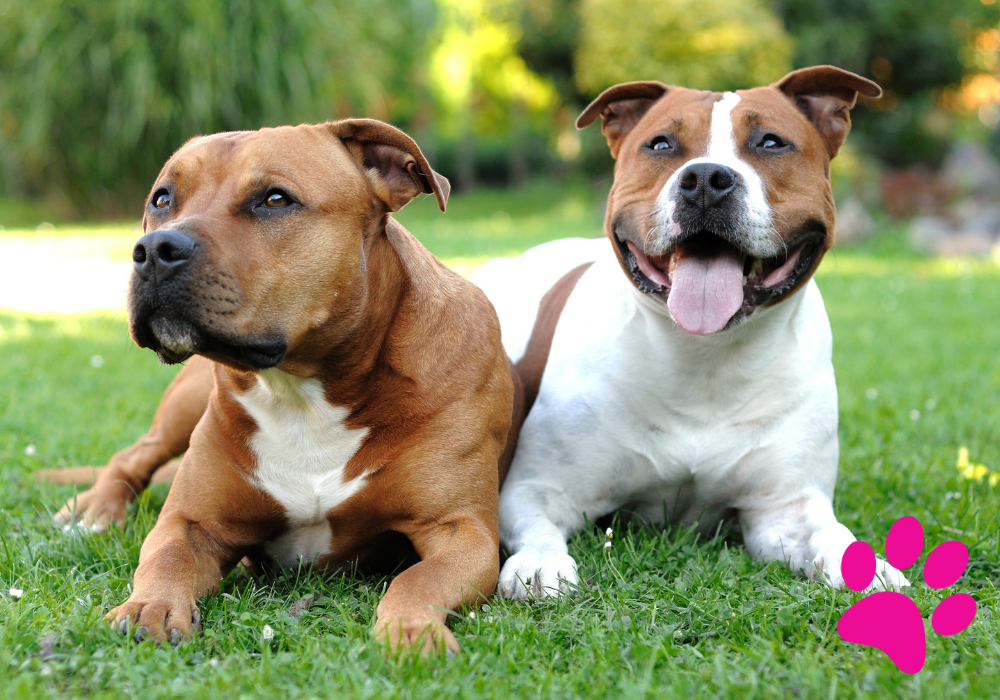 Adoption Staffy Bull Terrier