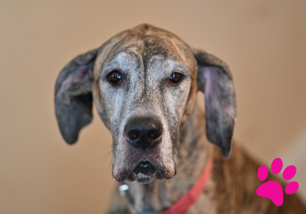 Comment Accélérer la Croissance de Votre Chiot: 10 Astuces Faciles et Efficaces! Croissance Chiot