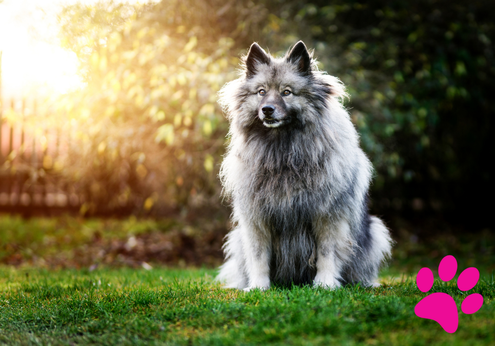 Le Beagle : Comment Choisir les Croquettes qui Lui Conviennent ? Croquettes Beagle