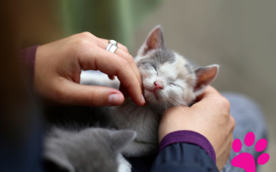 Découvrez les raisons surprenantes pour lesquelles votre chat mord le nez !