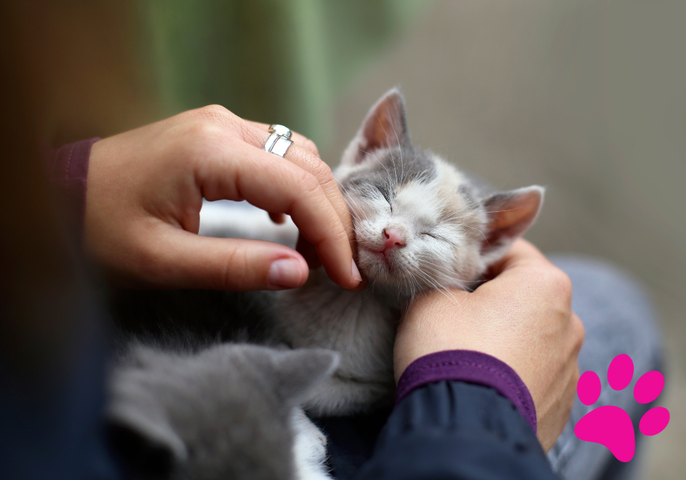 Découvrez les raisons surprenantes pour lesquelles votre chat mord le nez ! Chat mordant