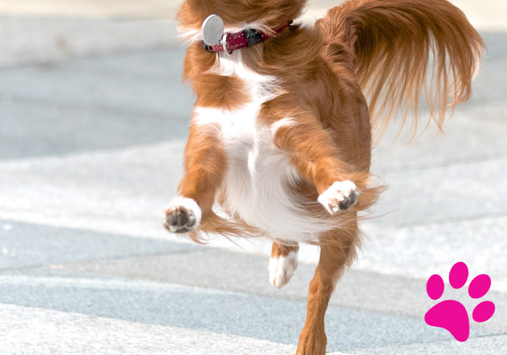 Découvrez pourquoi l’Euthanasie de votre Chien doit être prise en Compte ! Euthanasie chien