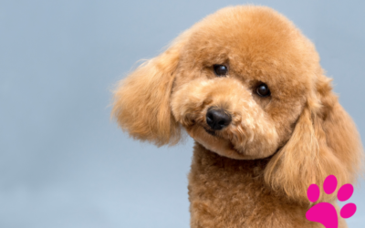 Découvrez pourquoi votre chien cherche à se cacher !