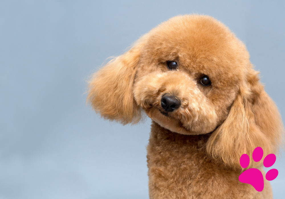 Découvrez pourquoi votre chien cherche à se cacher ! Cache chien