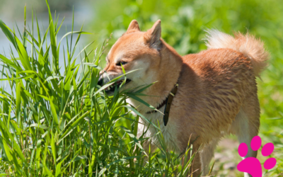 Découvrez pourquoi votre chien mange de l’herbe : Les 3 principales raisons !