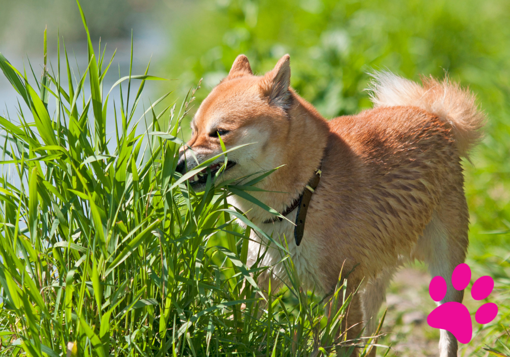 Découvrez pourquoi votre chien mange de l’herbe : Les 3 principales raisons ! Manger de l'herbe