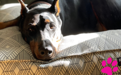 Découvrez pourquoi votre chien pleure et comment le soulager