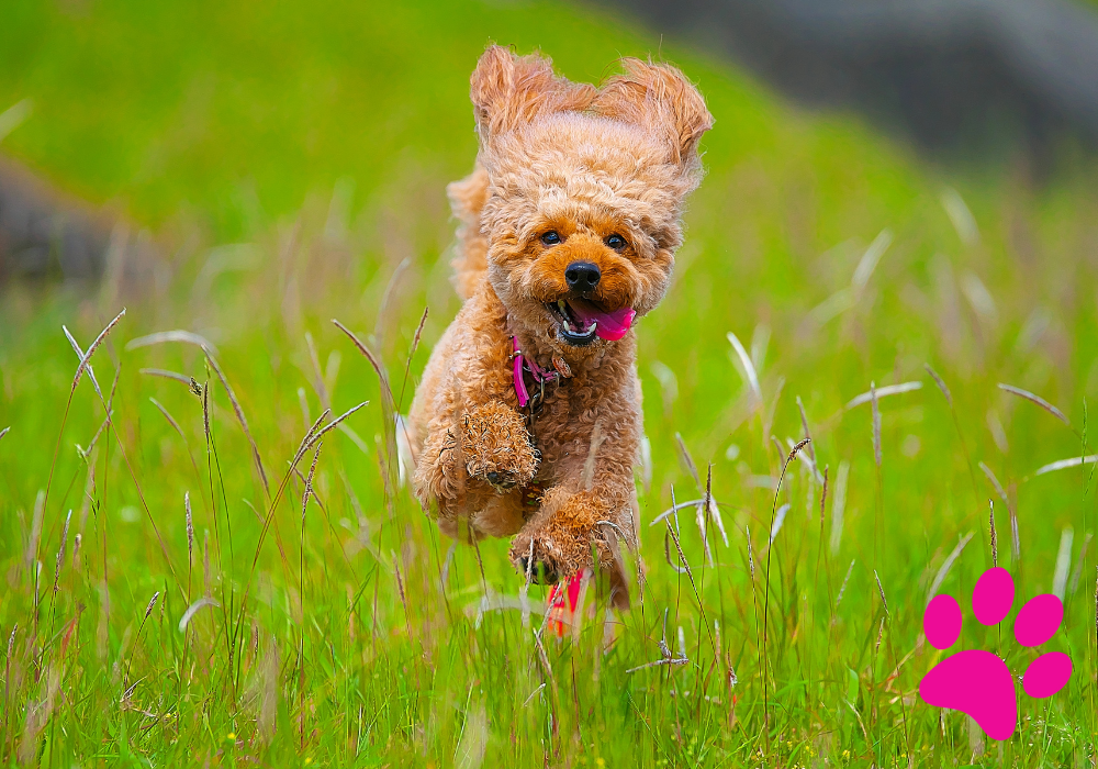 Votre chien va adorer ! Apprenez à fabriquer des bijoux pour votre animal de compagnie Fabriquer bijoux chien