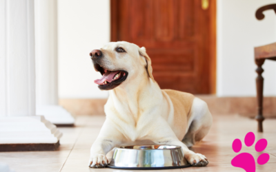 Comment Offrir le Meilleur Hiver à Votre Chien : Les Meilleures Solutions pour Le Protéger