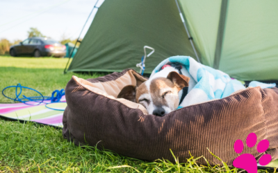 Découvrez pourquoi le Jack Russell Terrier est le chien le plus à la mode !