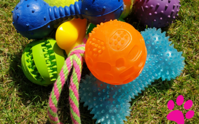 Comment Trouver le Jouet Idéal pour Votre Chien : Les Meilleurs Conseils et Astuces !