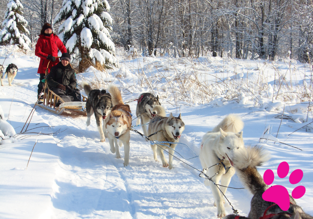 Apprenez à votre chien à devenir un vrai surfeur: Le Kitesurf pour chiens! Kitesurf pour chiens